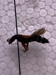 Platydracus stercorarius