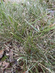 Poa pratensis