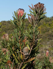 Protea neriifolia