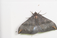 Ischyja ferrifracta