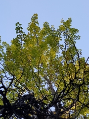 Populus tremula
