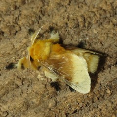 Megalopyge bissesa