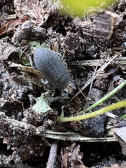 Tenebrioninae