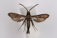 Synanthedon proserpina