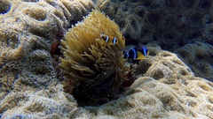 Entacmaea quadricolor