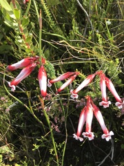 Erica aristata