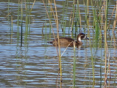 Netta erythrophthalma