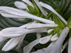 Hosta