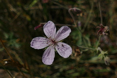 Geranium richardsonii