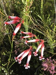 Erica aristata