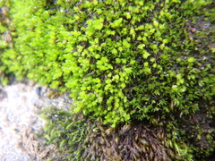 Fissidens bryoides