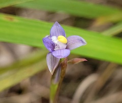 Thelymitra peniculata