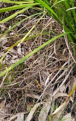 Thelymitra peniculata