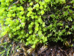 Fissidens bryoides