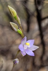 Thelymitra peniculata