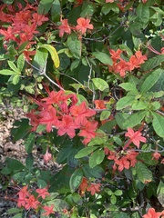 Rhododendron viscosum