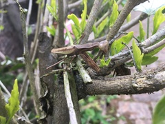 Polyspilota aeruginosa