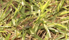 Cacosternum boettgeri