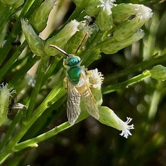 Agapostemon melliventris