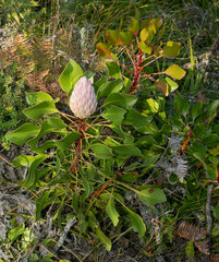 Protea cynaroides