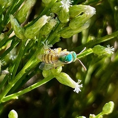 Agapostemon melliventris