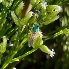 Agapostemon melliventris