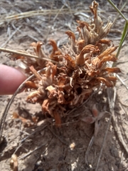 Aphyllon corymbosum