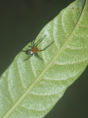 Leucauge fastigata