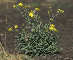 Senecio aetnensis