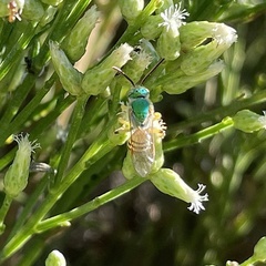 Agapostemon melliventris