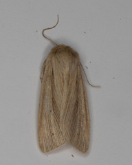 Mythimna oxygala