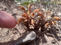 Aphyllon corymbosum