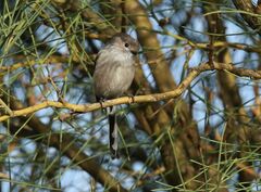 Aegithalos caudatus siculus