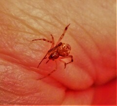 Parasteatoda tepidariorum