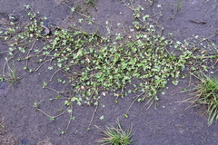 Ranunculus hyperboreus