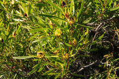 Leucadendron eucalyptifolium