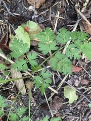 Chaerophyllum temulum