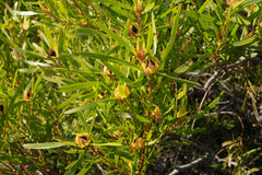 Leucadendron eucalyptifolium