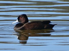 Netta erythrophthalma