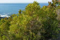 Leucadendron eucalyptifolium