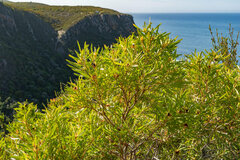 Leucadendron eucalyptifolium