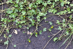 Ranunculus hyperboreus