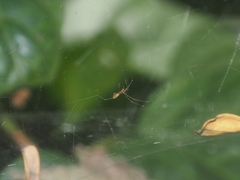 Argyrodes
