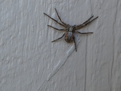 Philodromus aureolus