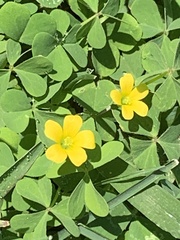 Oxalis corniculata