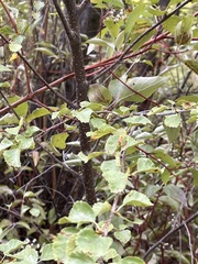 Betula occidentalis