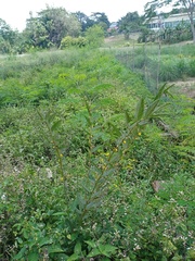 Chamaecrista mimosoides