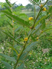 Chamaecrista mimosoides