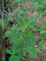 Exallage auricularia