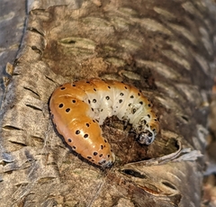 Saucrobotys futilalis